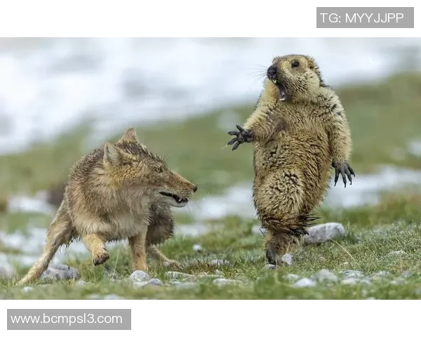 弗洛西与亚特兰2019年对决回顾及精彩瞬间分析